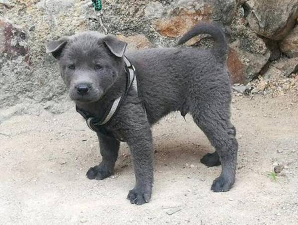 土狗什么尾巴是極品