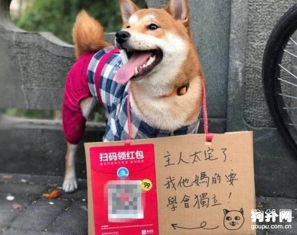 有個不靠譜的主人，狗狗被迫江湖賣藝，自己養自己！
