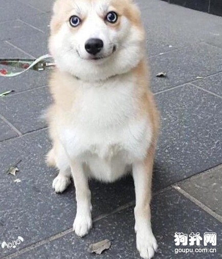 狗狗聽到主人夸別的汪不開心了，瞧，眼神兒都變了