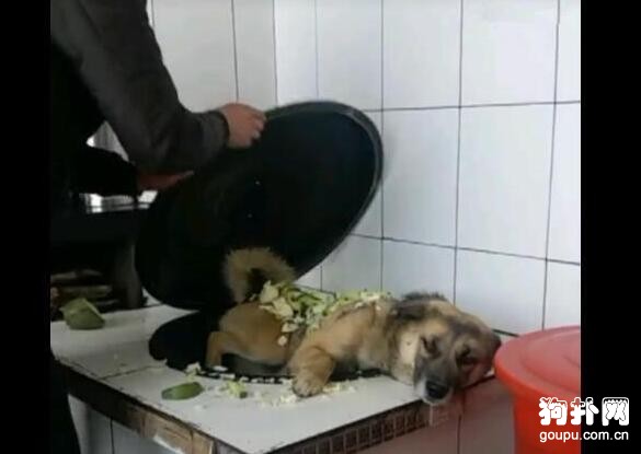 主人把狗狗丟進大鐵鍋，是燉還是煮？這是個問題
