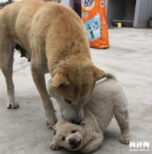 狗狗才生一只，作為獨生子女的小奶狗，日子過得可滋潤了