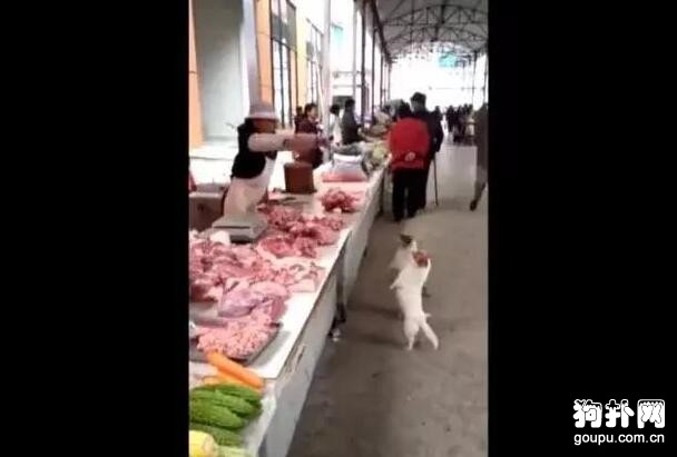 賣豬肉的阿姨給流浪狗丟了一塊肉，此后它們每天都來，虧大了！