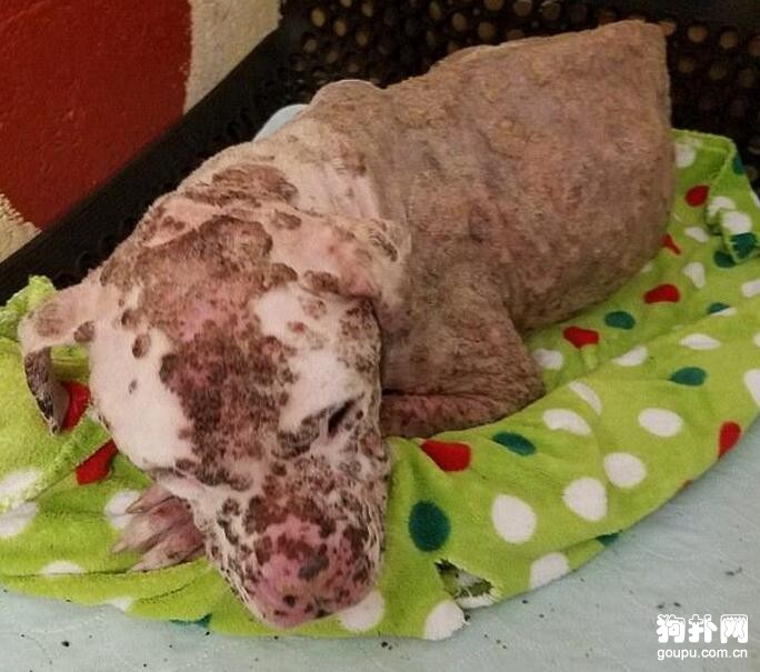 狗狗貪玩被馬蜂蜇傷，最后還慘被遺棄
