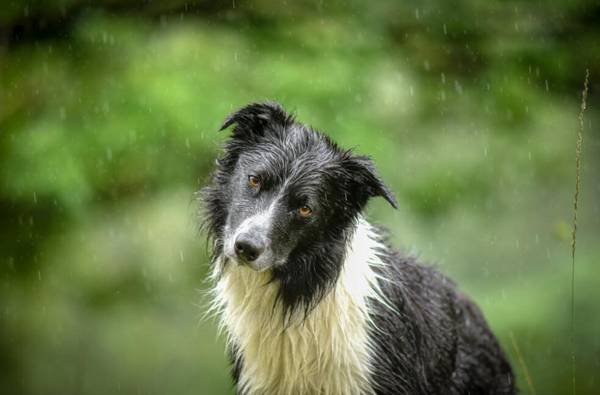 邊牧犬如何訓練