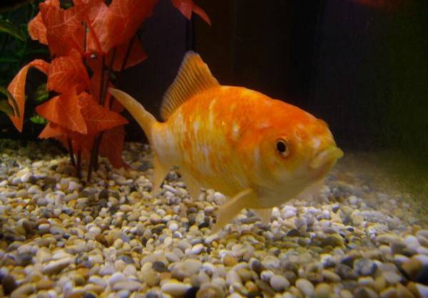 金魚肚子朝上怎么辦