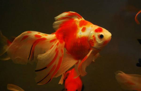 金魚吃多了翻肚怎么辦
