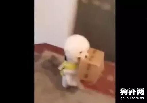 小狗幫主人取快遞上樓，主人太有福氣了！
