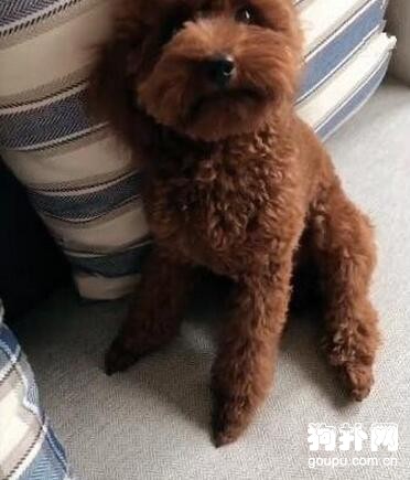 狗狗居然把烏龜給吃了，還有什么是你不吃的！！
