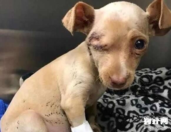 狗狗被主人弄瞎一只眼，可老天并沒有虧待它