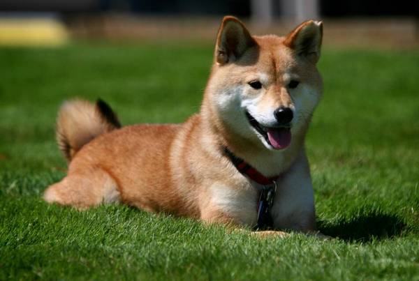 秋田犬在哪里買