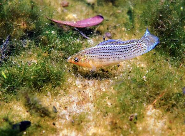 白瑪麗魚生小魚的前兆