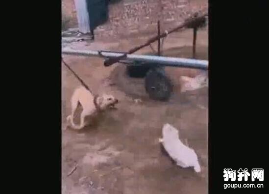 原來斗狗都是這樣訓練出來的，不算虐狗嗎？
