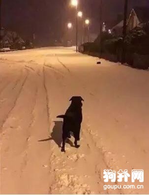 紙箱追狗，狗狗的反應讓主人笑翻了