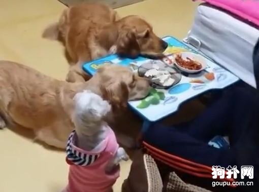 一到飯點，三只狗就趴守在飯桌旁，主人表示壓力好大！
