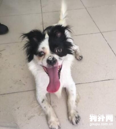 如果可以，希望你也能給流浪狗一個家