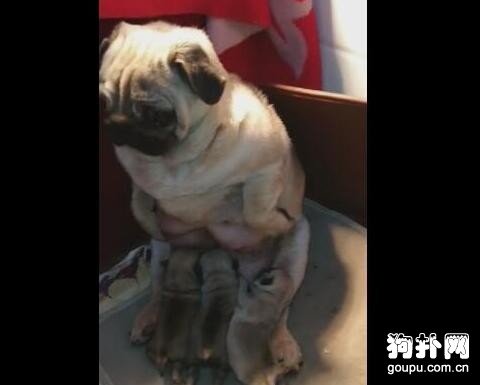 還不適應媽媽的身份，母狗喂奶喂得快奔潰了