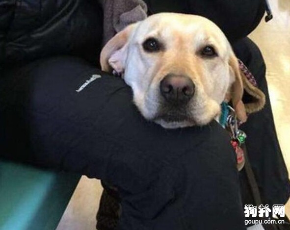 乘客不讓狗狗上車，司機一句話大家都閉嘴了
