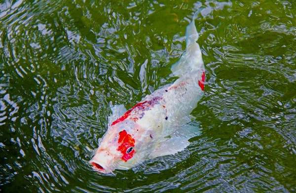 錦鯉可以和什么魚混養