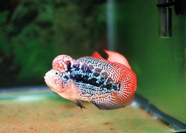 羅漢魚養幾條最好