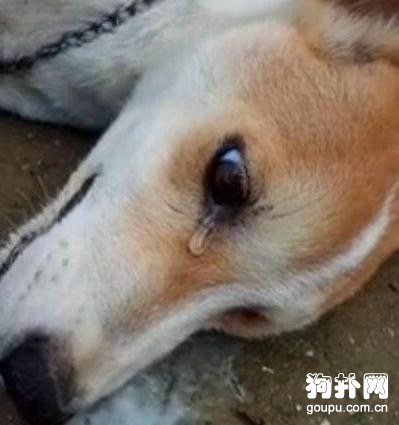 爸媽丟了狗狗三次，最后一次苦求無果，狗子自殺了！