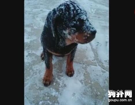 外面下著雪，狗狗非要出去玩，然后就成這樣了......