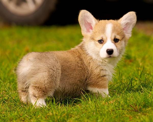 懶人適合養什么小型犬