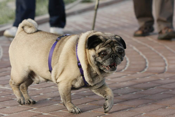 巴哥犬為什么身上很臭