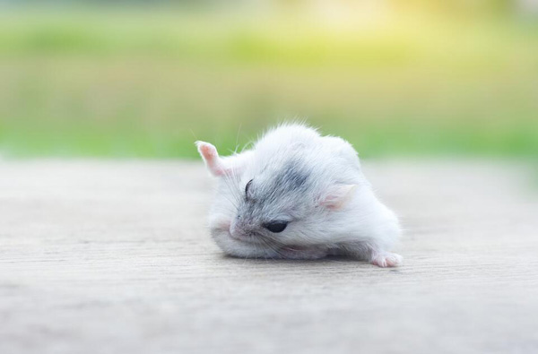 銀狐倉鼠死前兆