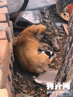 眼睜睜看著自己的孩子被凍死，流浪狗媽媽悲痛欲絕