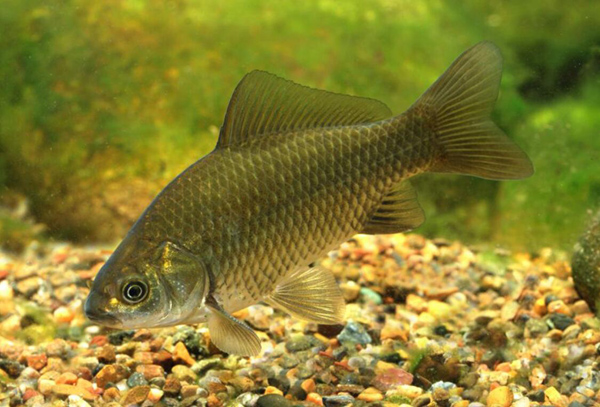鯽魚多大