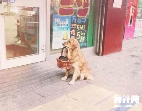 現實版的忠犬八公，見著流淚