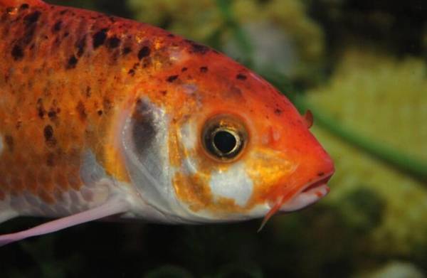魚是什么動物