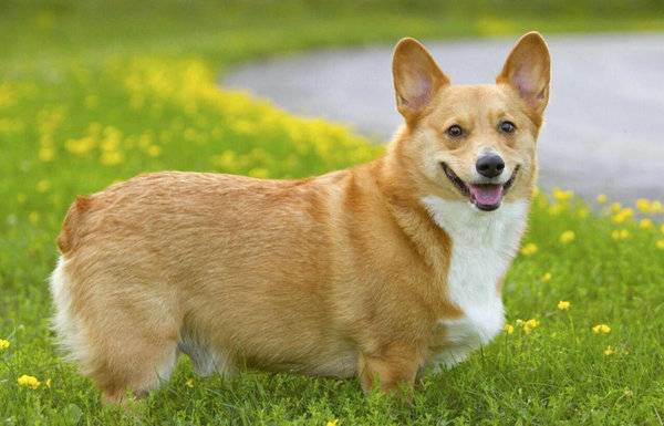 狗狗打針打哪個部位
