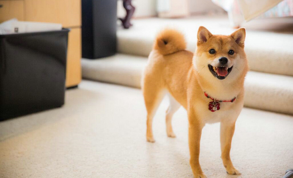 柴犬脫毛嗎