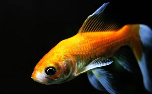 金魚的顏色有哪些