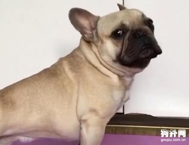 狗狗偷學主人做瑜伽，還留下一個意味深長的表情，啥意思？