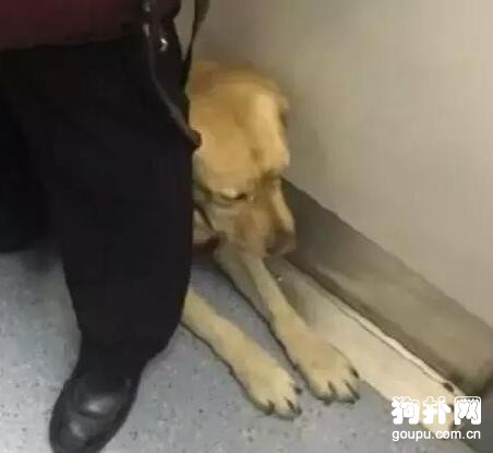 地鐵驚現導盲犬，乖巧表現惹人愛