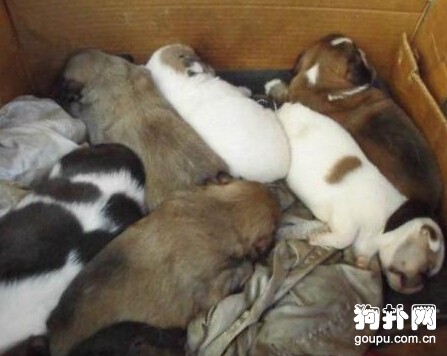 老人為救產仔的母狗，一再惹怒老伴兒，你說值得嗎？