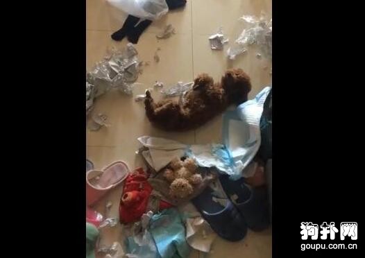 泰迪犬拆家后倒地抽搐，妄圖偽裝受害者瞞天過海，太能演了！