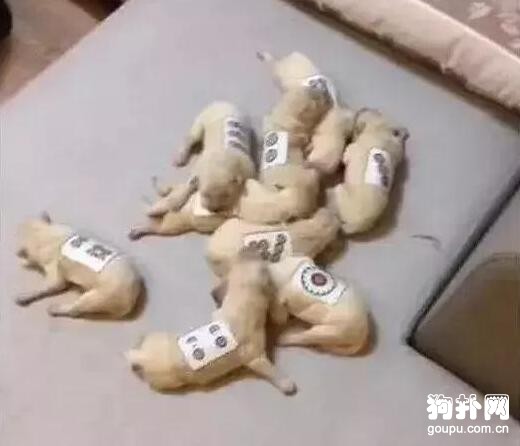 <a href=/zhonglei/gou/ target=_blank class=infotextkey>狗</a>狗產下九胞胎，為區分它們，主人想出了一個絕妙的方法