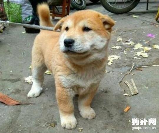 土狗被拍賣，出價的人還不少，喜聞樂見~~