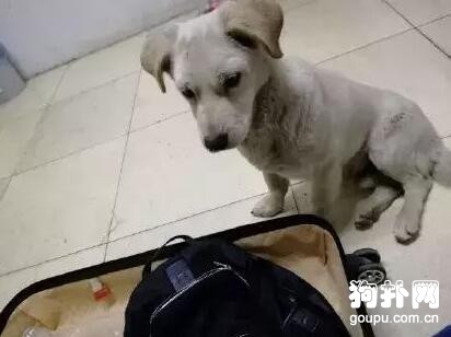 我做了一個動作，流浪狗秒懂，好聰明啊！