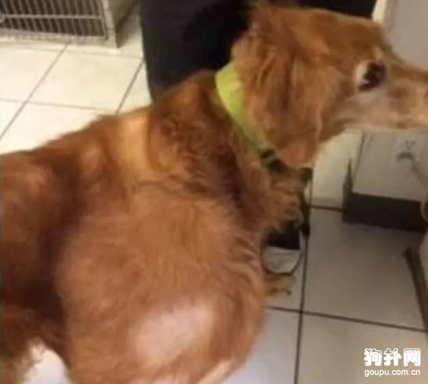 狗狗患病后被拋棄，主人考慮過它的感受嗎
