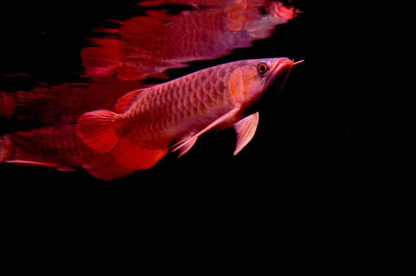 1米25魚缸養龍魚的后果