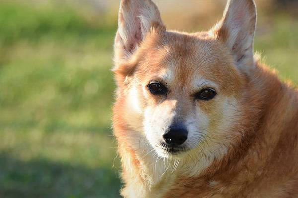 柯基是小型犬還是中型犬