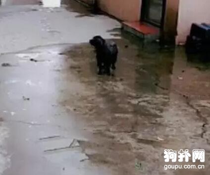 家養狗狗吃肉，可憐的流浪小狗雨中遙望，看得我都淚目了！