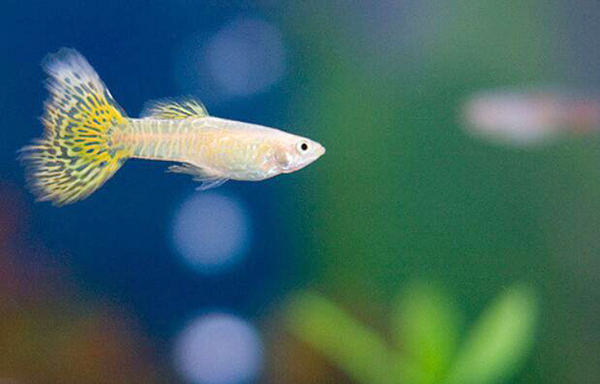 怎么判斷孔雀魚生完了