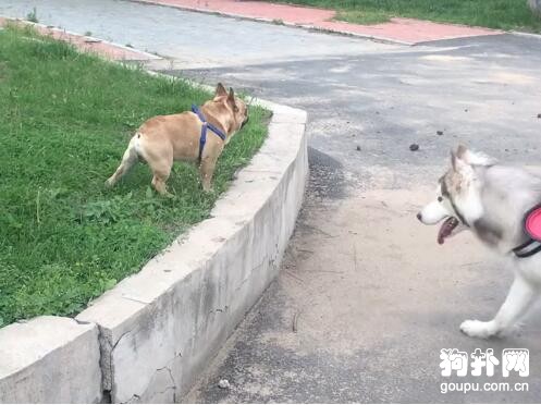 法斗出門玩耍，遇見阿拉斯加秒慫變雕像