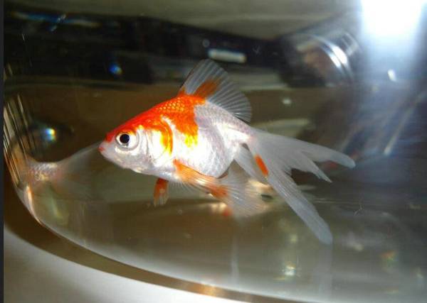 斗魚和金魚能混養嗎