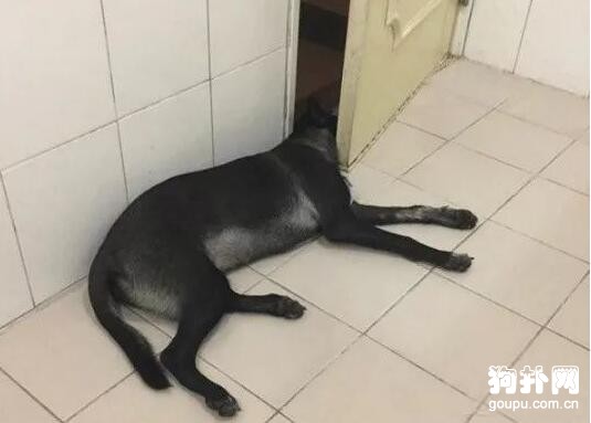 狗狗跟著主人上廁所，這個反應讓主人非常尷尬……